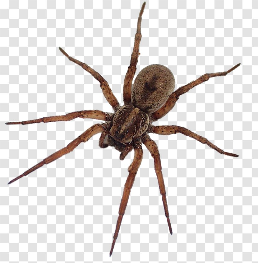 Spider Bite Noble False Widow Steatoda Grossa Yellow Garden - Spiders Transparent PNG