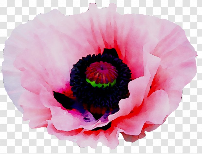 Pink M Anemone Herbaceous Plant Plants - Oriental Poppy Transparent PNG