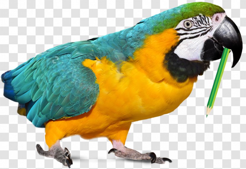 Parrot Parakeet Macaw Beeldtelefoon Pet - Viber Transparent PNG