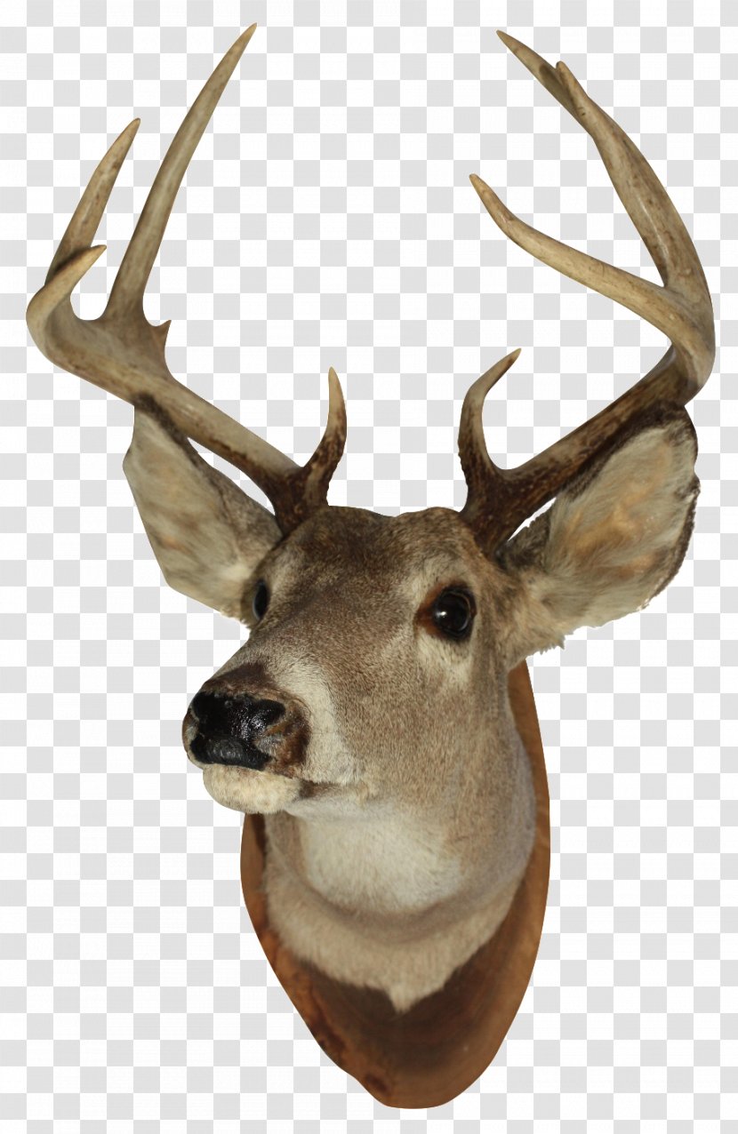 White-tailed Deer Reindeer Elk Moose - Animal - Head Transparent PNG