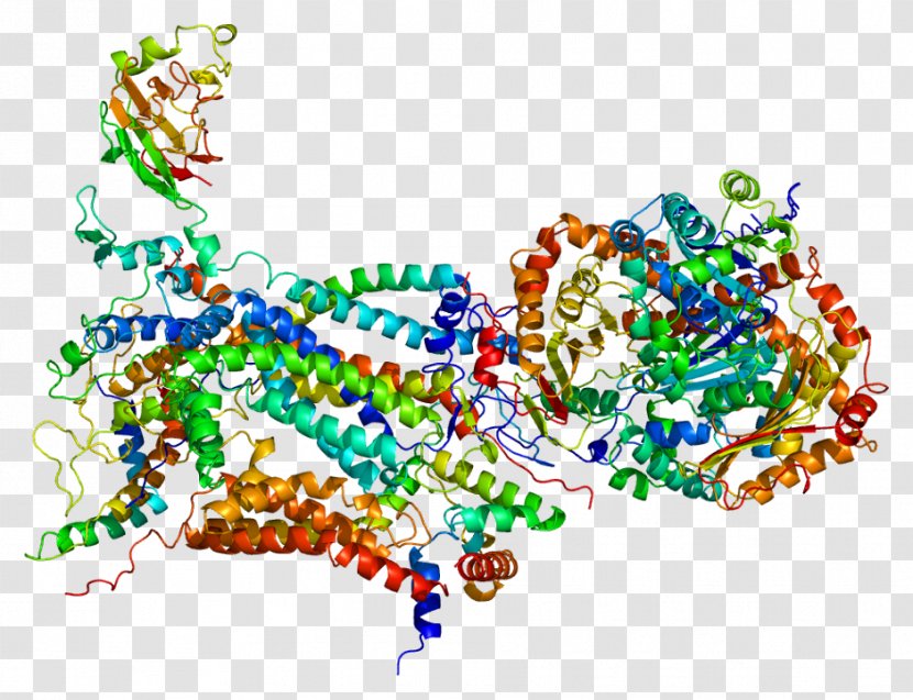 UQCRH CYC1 Cytochrome C1 Gene Coenzyme Q – C Reductase - Heart - Frame Transparent PNG