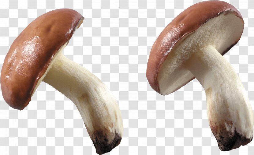 Mushroom Fungus Wallpaper - Photography - Image Transparent PNG