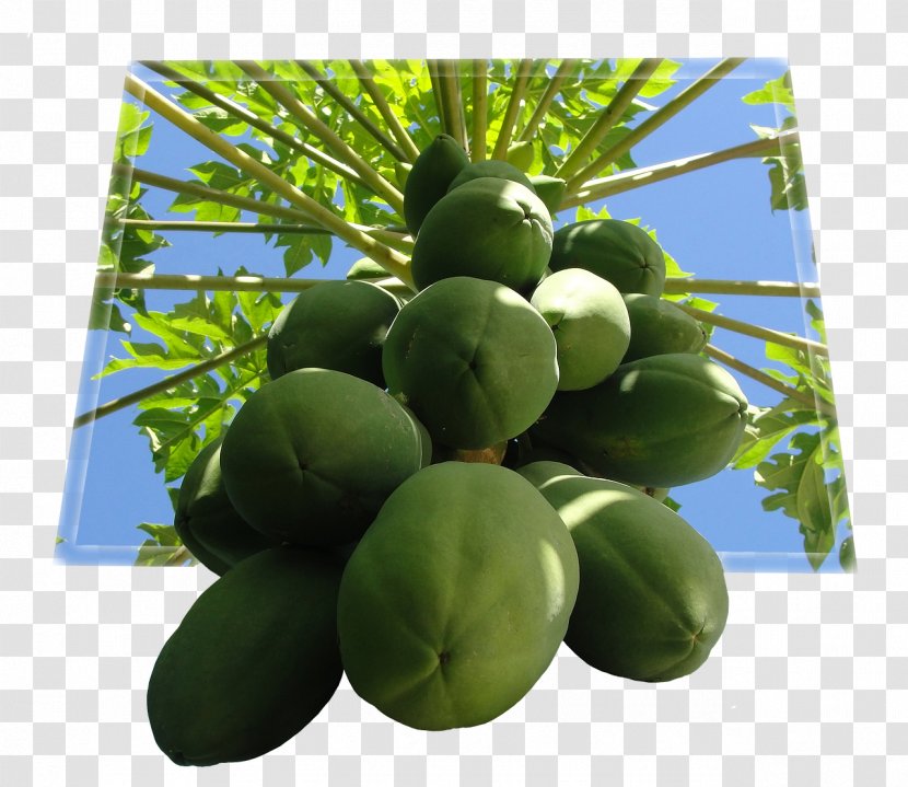 Papaya Tropical Fruit Food - Tree Transparent PNG