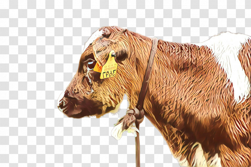 Bovine Snout Horn Bull Livestock Transparent PNG