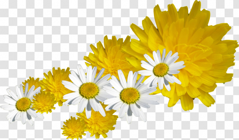 Dandelion Transparent PNG