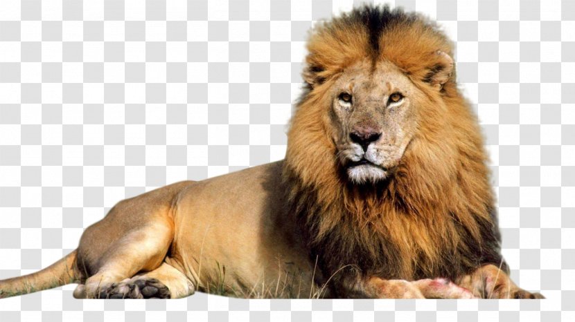 Lion Download Clip Art - Terrestrial Animal - Large Transparent PNG