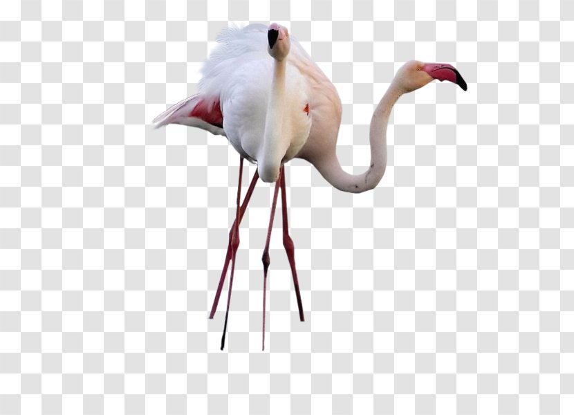Bird Greater Flamingo Desktop Wallpaper High-definition Television - Beak Transparent PNG