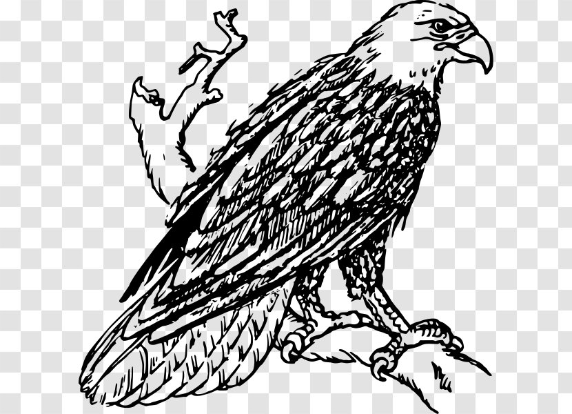 Bald Eagle Black-and-white Hawk-eagle Drawing Clip Art - Line Transparent PNG