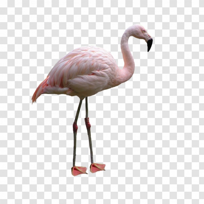 Flamingo - Bird - Cranelike Wildlife Transparent PNG