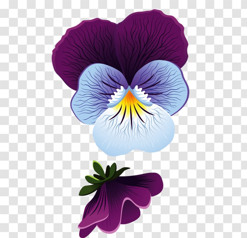 Flower Pansy Leaf Clip Art - Violet Family - Purple Hibiscus Transparent PNG