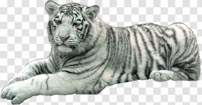 White Tiger Felidae Lion Cat - Carnivoran Transparent PNG