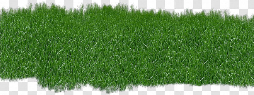 Grass Green Lawn Plant Grass Family Transparent PNG