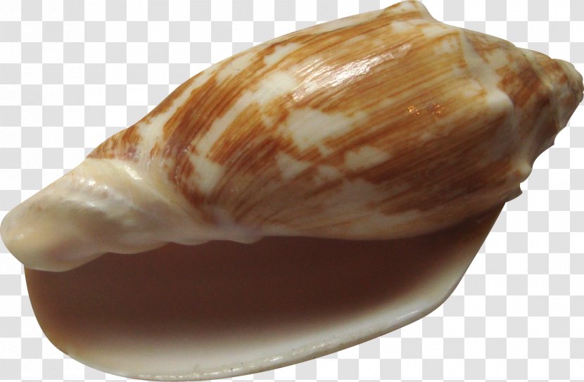 Clam Shankha Seashell Conch Transparent PNG