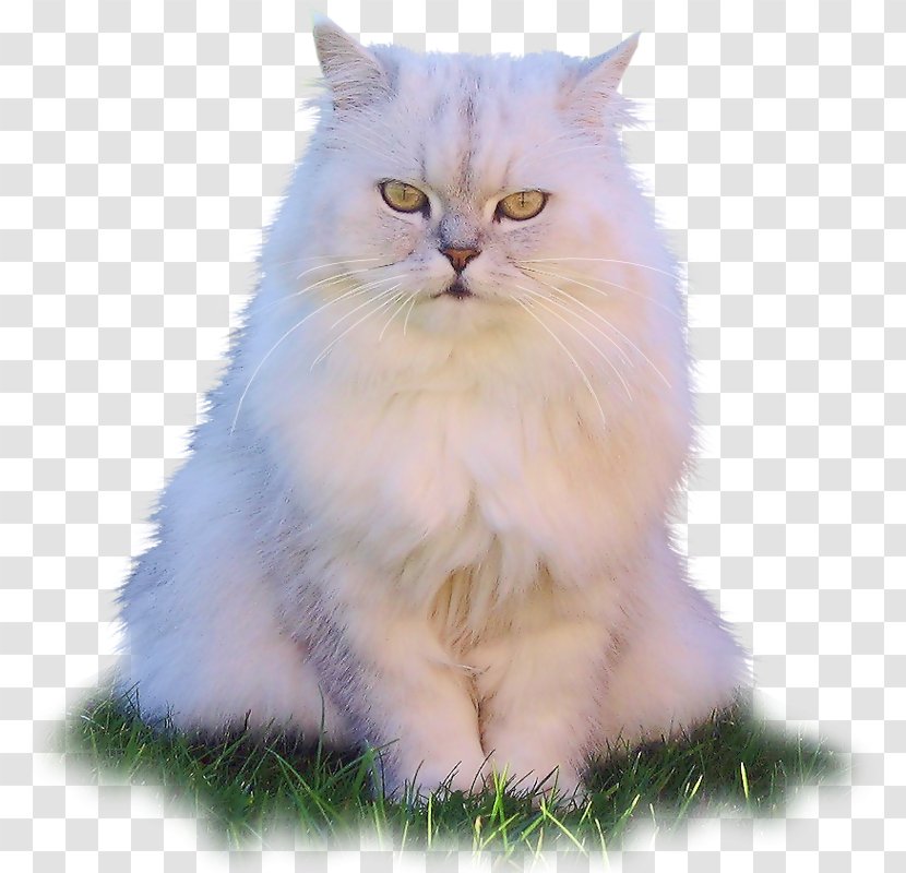 Asian Semi-longhair Persian Cat Ragamuffin Birman Ragdoll - Kitten Transparent PNG