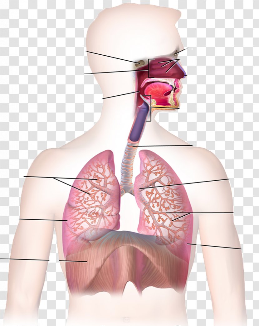 Respiratory System Respiration Human Body Tract Breathing - Watercolor - Cartoon Transparent PNG