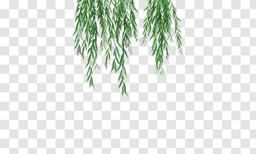 Weeping Willow Tree Branch Clip Art Leaf - Paju Transparent PNG