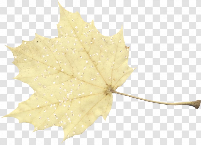 Maple Leaf Desktop Wallpaper Image Blog - Christmas Day Transparent PNG