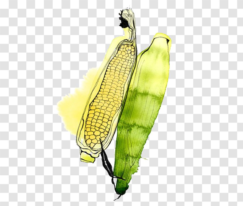 Watercolor Painting Illustrator Fruit Illustration - Sweet Corn Transparent PNG
