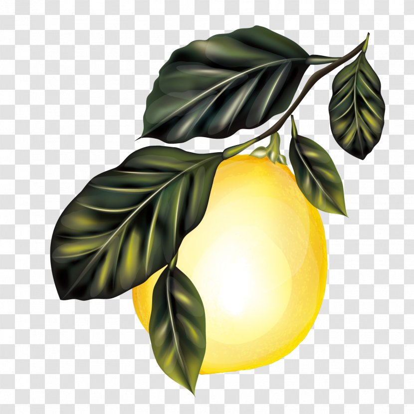 Lemon Branch Fruit Tree - Citrus - Vector Transparent PNG