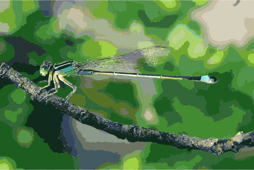 Dragonfly Damselfly Insect Wing Banded Demoiselle - Dragonflies And Damseflies Transparent PNG