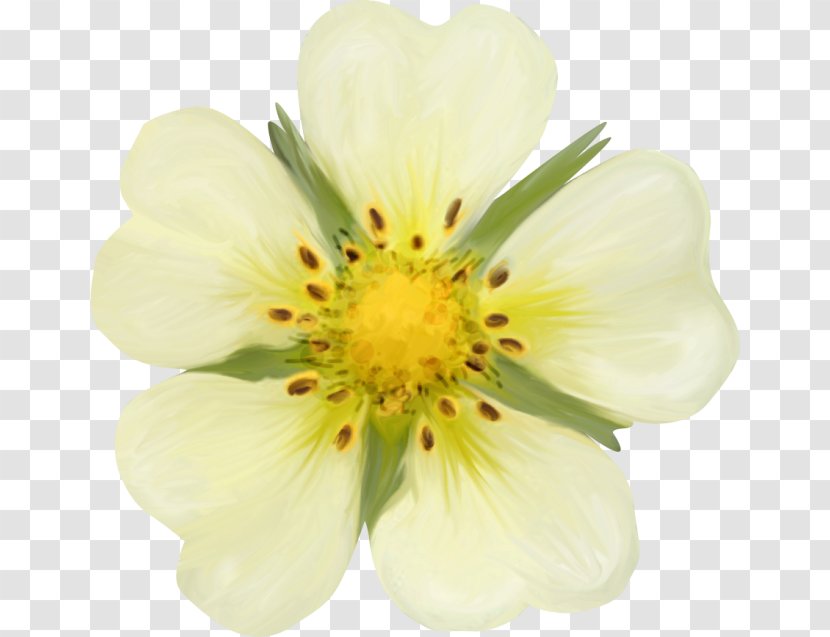 Fleur Blanche Lily Of The Valley Cut Flowers Incas - 2015 - Daisy Flower Transparent PNG