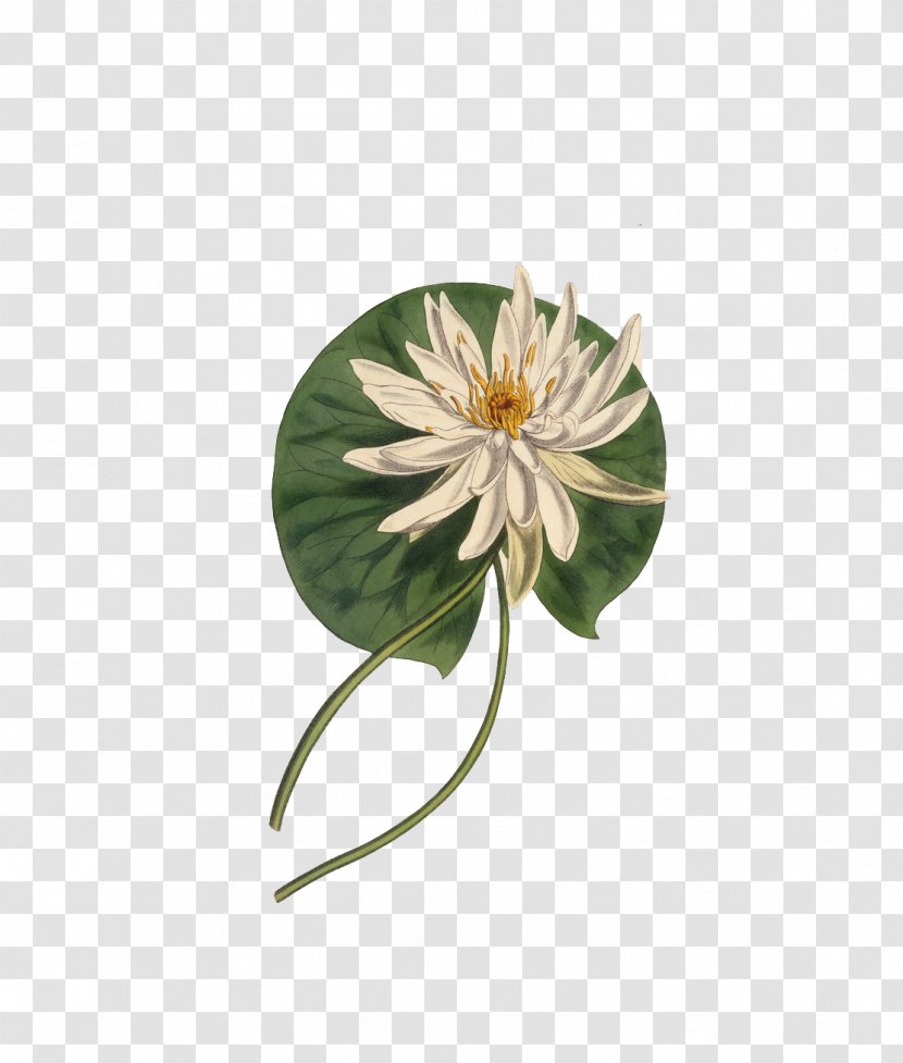 Botany Botanical Illustration Curtis's Magazine Flower - Hand-painted Lotus Transparent PNG