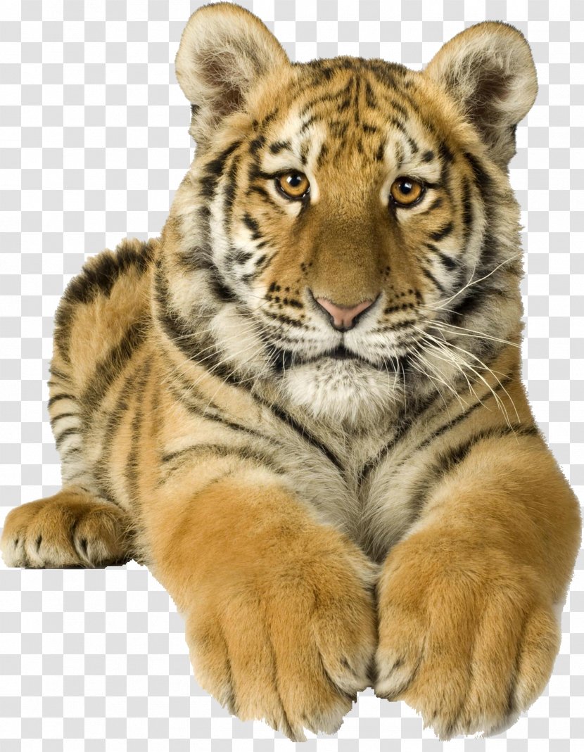Lion Felidae Cat Bengal Tiger Siberian - Transparent Panther Transparent PNG