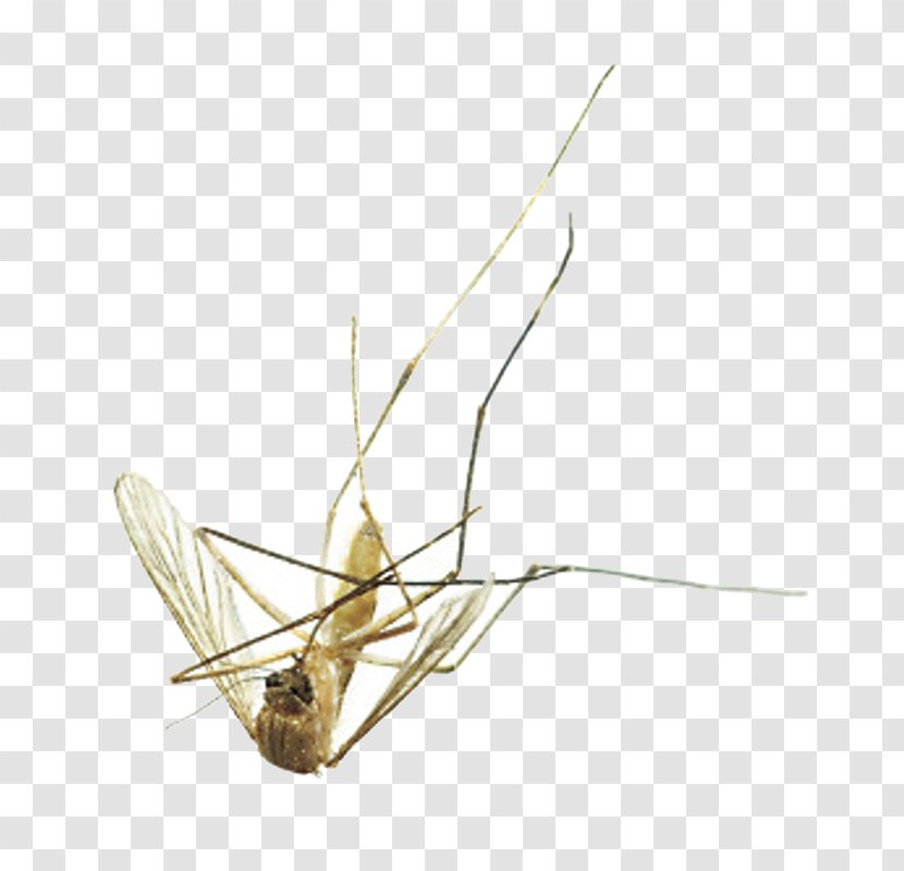 Mosquito Fly Insect Pest Control - Mosquitoborne Disease Transparent PNG