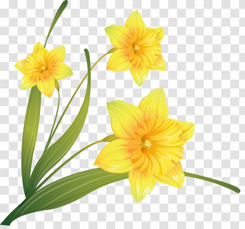 Daffodil Drawing Desktop Wallpaper Clip Art - Amaryllis Family - Gazania Transparent PNG