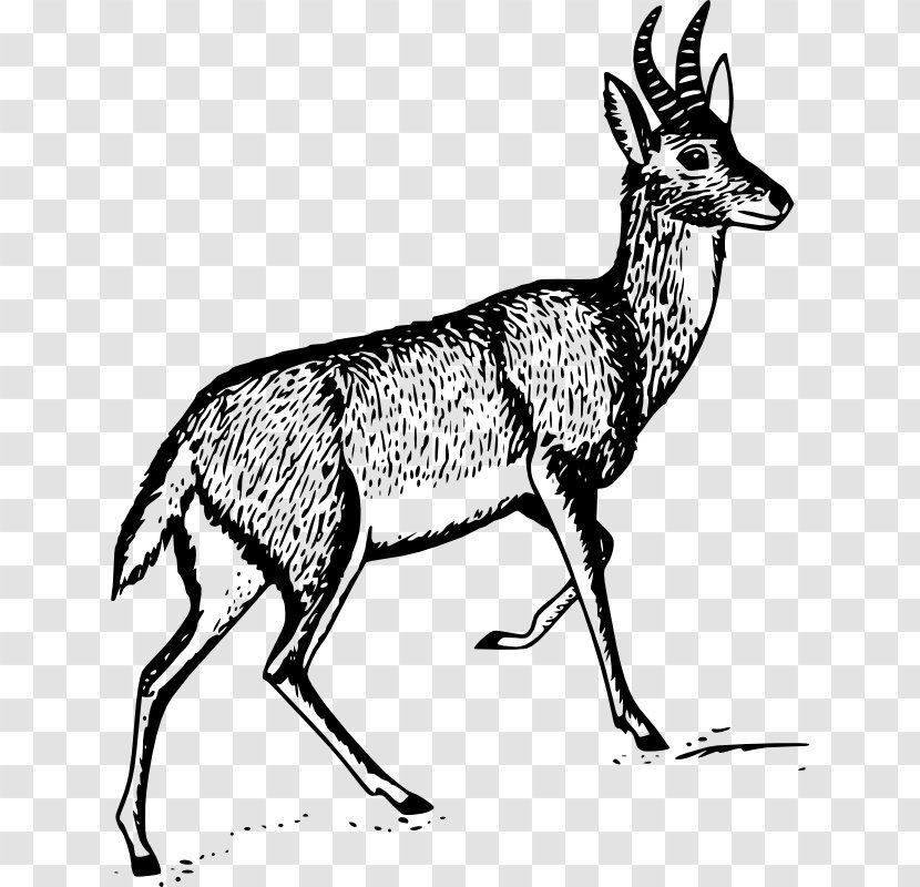 Antelope Bohor Reedbuck Clip Art - Fauna - Antlers Vector Transparent PNG