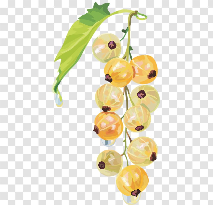Fruit Redcurrant White Currant Blackcurrant Peruvian Groundcherry - Berry Transparent PNG