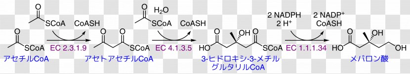 Mevalonic Acid Mevalonate Pathway Acetyl-CoA Coenzyme A Acetyl Group - Acetylcoa Transparent PNG