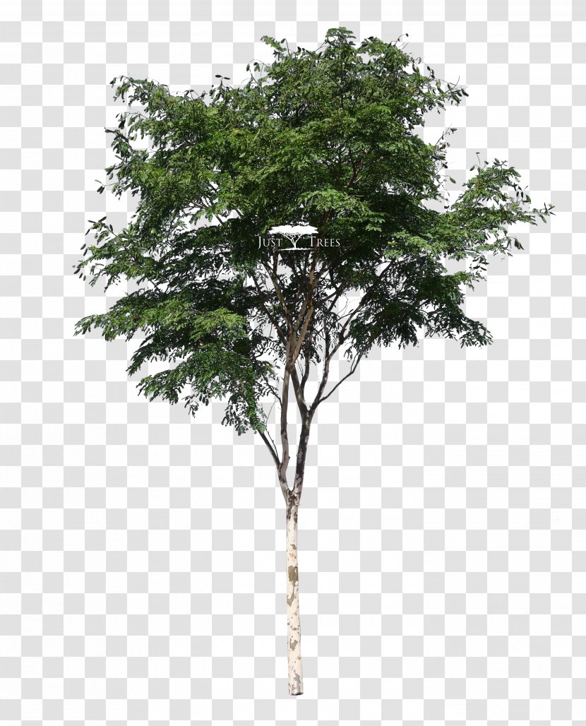Tree Desktop Wallpaper Pine - Oak Transparent PNG