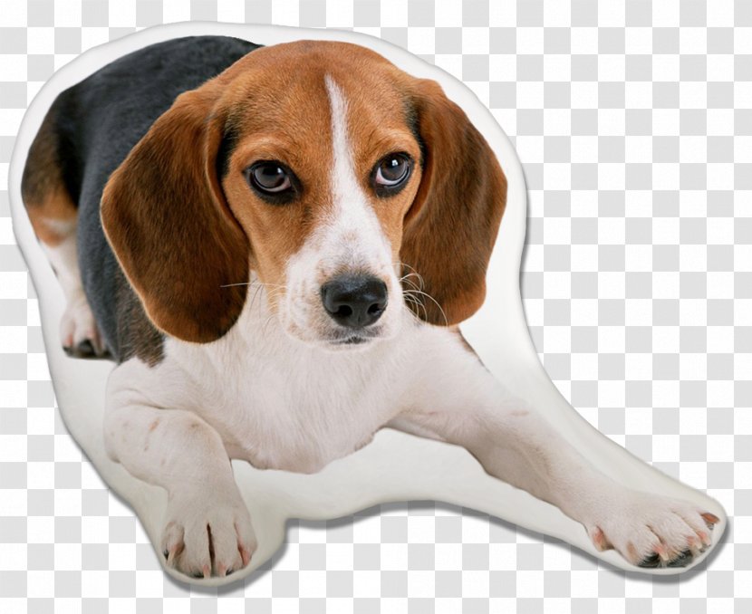Beagle-Harrier Puppy Basset Hound - Companion Dog Transparent PNG