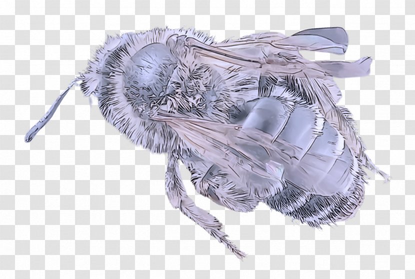 Feather - Membranewinged Insect - Bumblebee Fly Transparent PNG