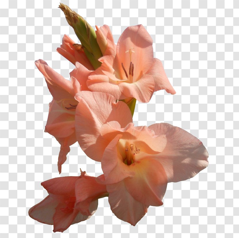 Gladiolus Cut Flowers Flower Bouquet Petal Transparent PNG