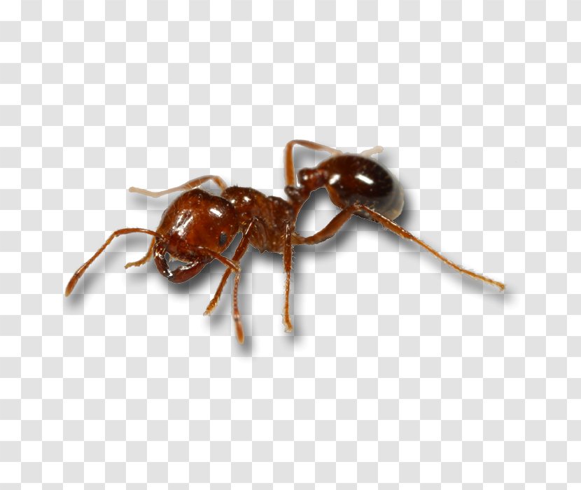 Red Imported Fire Ant Mosquito Black Animal Bite - Pest - Predator Drone Transparent PNG