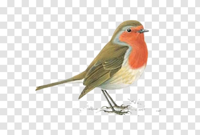European Robin Bird American Northern Cardinal - Altricial - Watercolor Transparent PNG