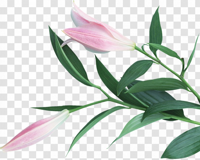 Flower Photography Art - Text - Lily Transparent PNG