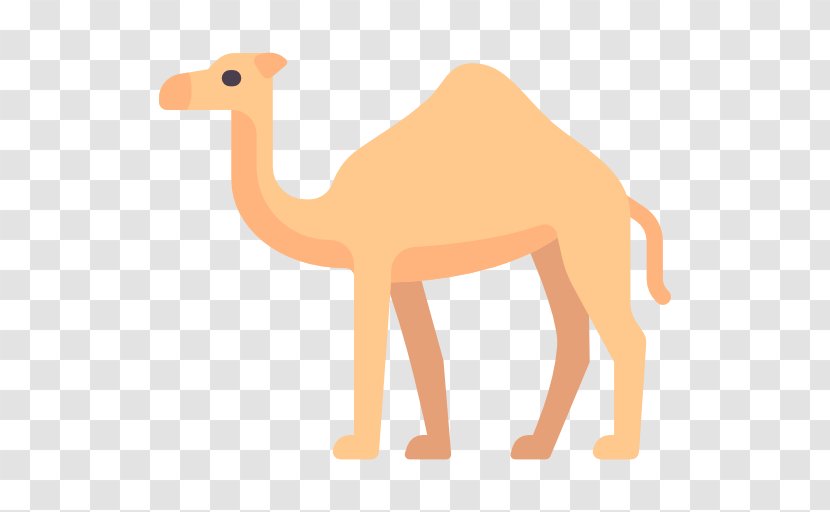 Dromedary Clip Art - Livestock - Camello Icon Transparent PNG