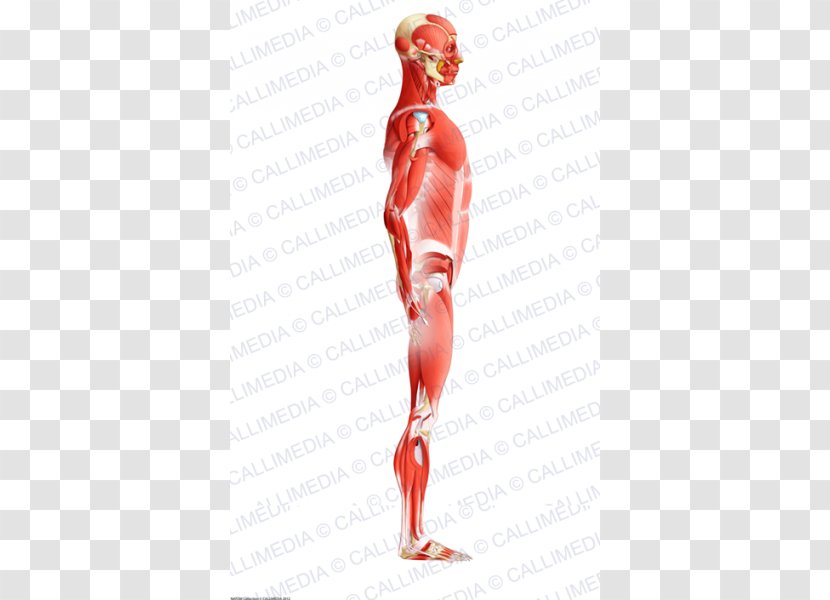 Muscle Human Body Anatomy Muscular System - Cartoon - Arm Transparent PNG