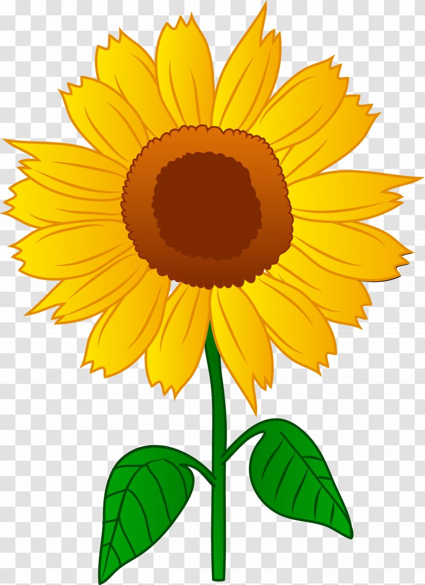 Common Sunflower Drawing Clip Art - Thumbnail - No Plants Cliparts Transparent PNG