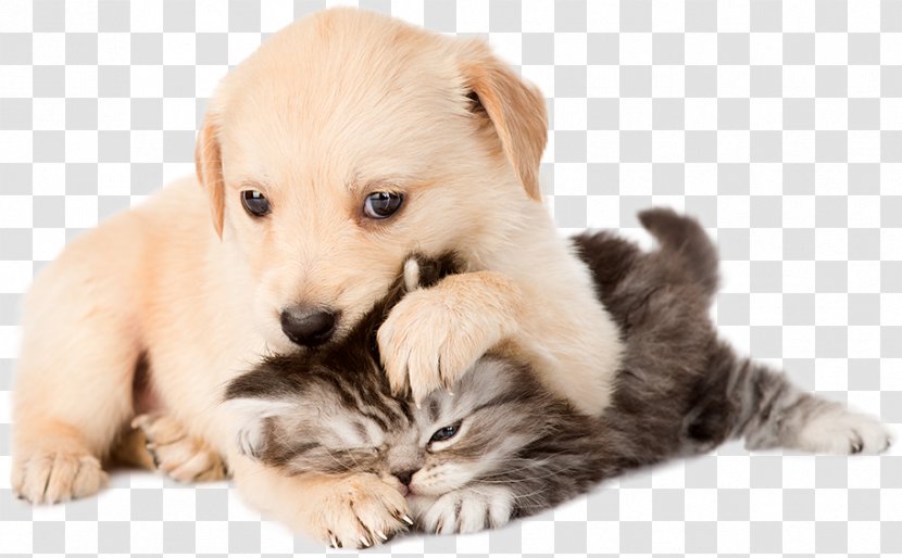 Golden Retriever Puppy Kitten Cat Bulldog - Mammal Transparent PNG