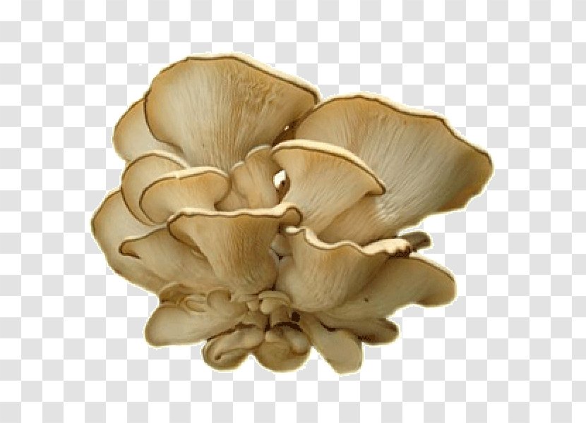 Oyster Mushroom Fungus Pleurotus Dryinus Mycelium Transparent PNG