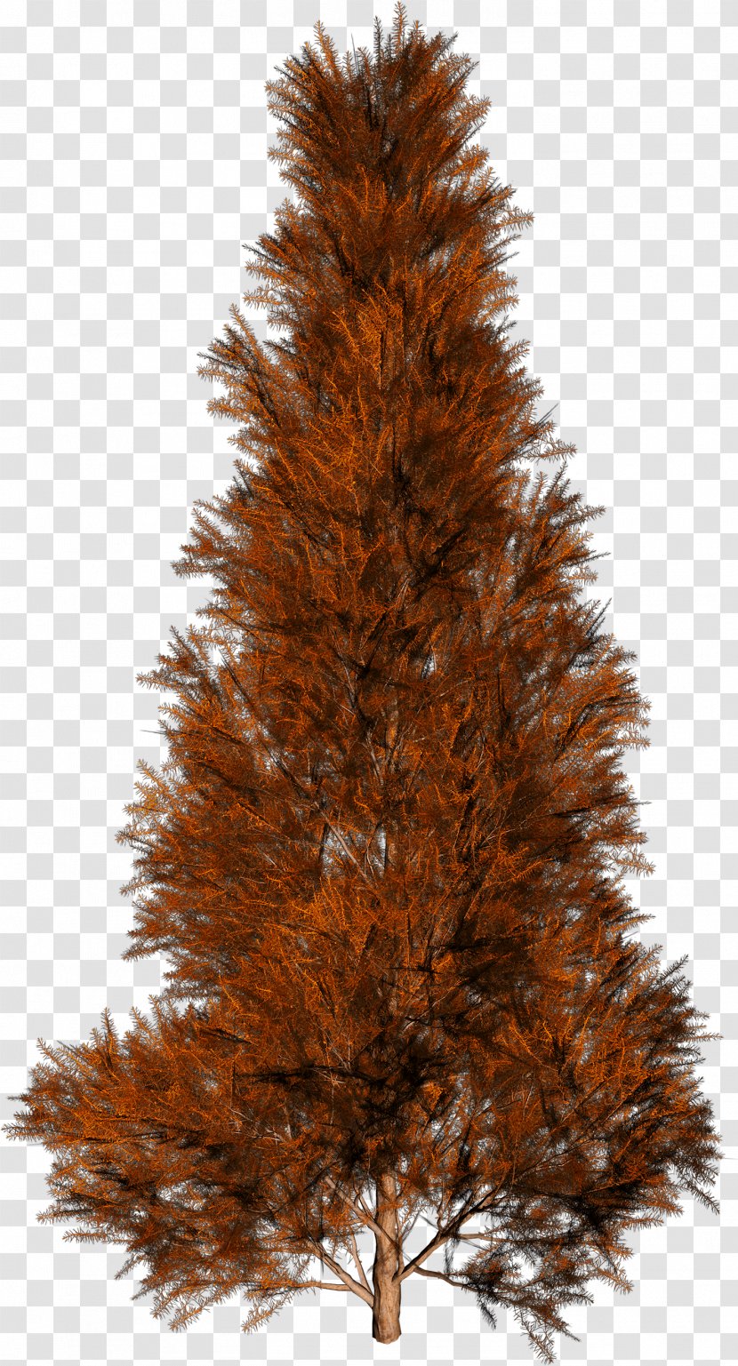 Tree Autumn Spruce - Thierry Huau - Trees Transparent PNG