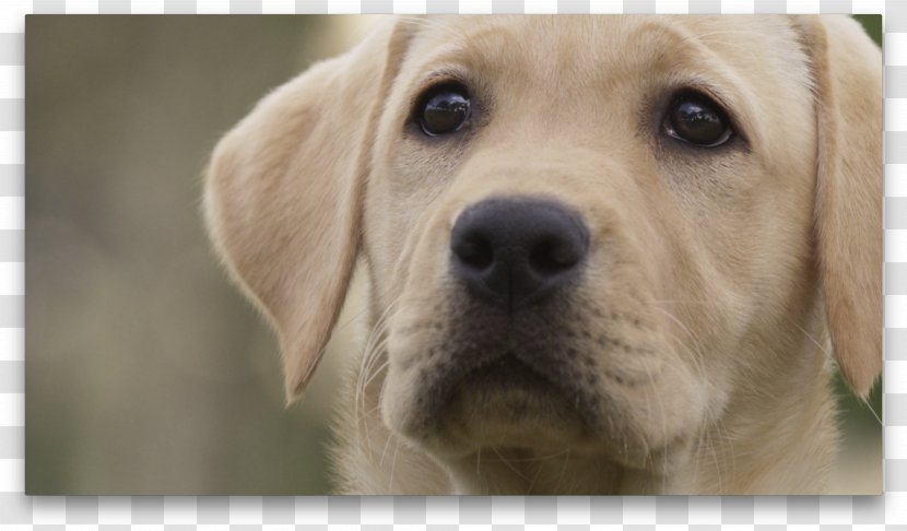 Labrador Retriever Golden Puppy Dog Breed Companion - Group Transparent PNG