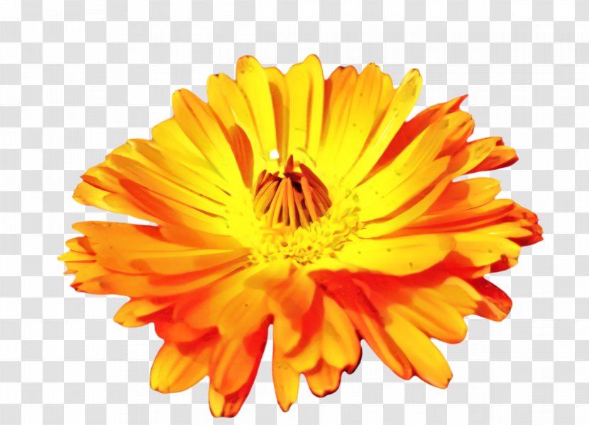 Drawing Of Family - Orange - Perennial Plant Herb Transparent PNG