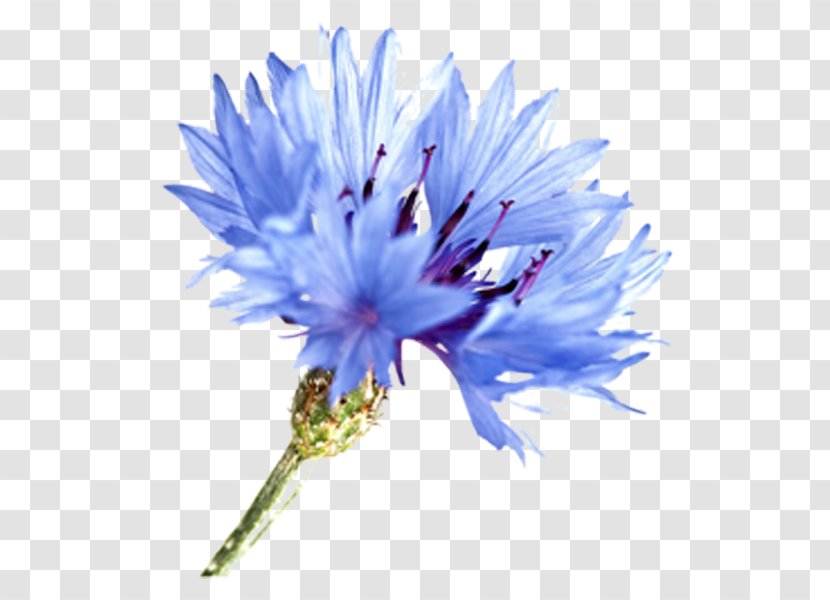 Blue Watercolor Flowers - Jasione - Herbaceous Plant Transparent PNG