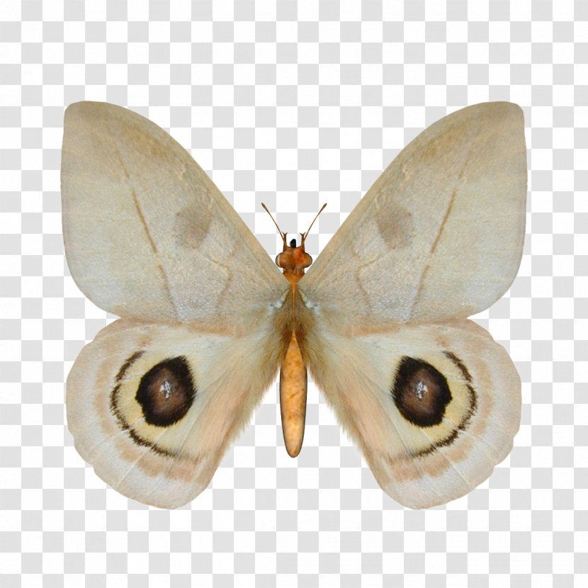 Butterfly Silkworm Image Illustration Insect - Photography Transparent PNG