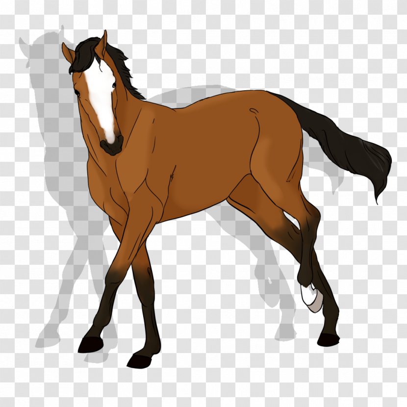 Mustang Foal Stallion Rein Mare - Colt Transparent PNG